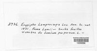 Phyllactinia fraxini image